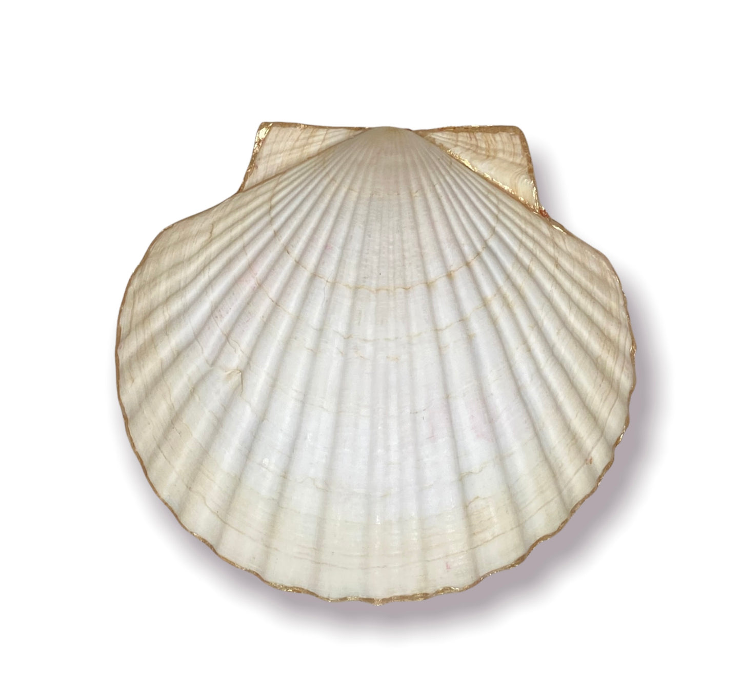 Seashell - Butterflies & Flowers 2