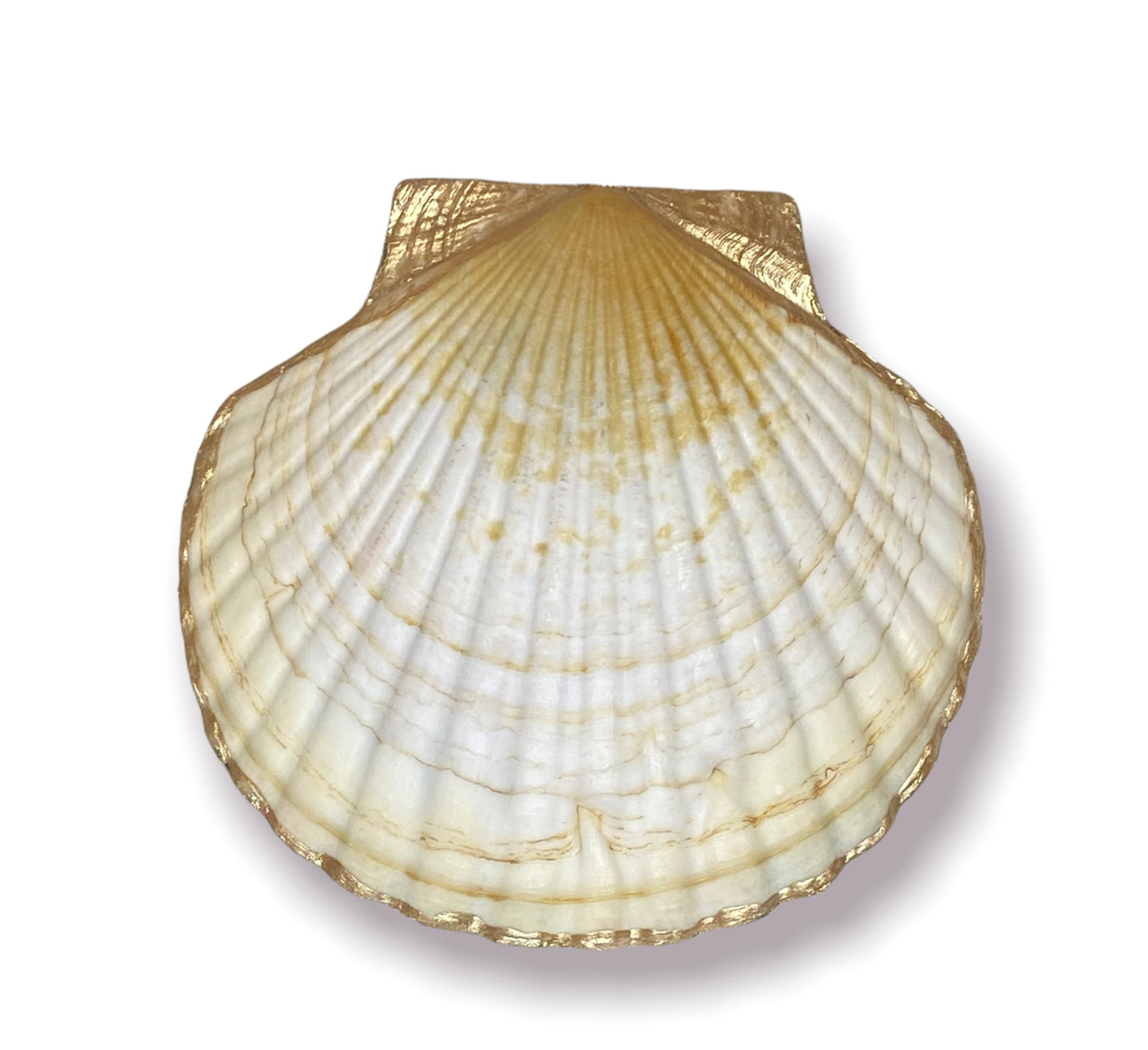 Seashell - Pineapples & Flowers 2