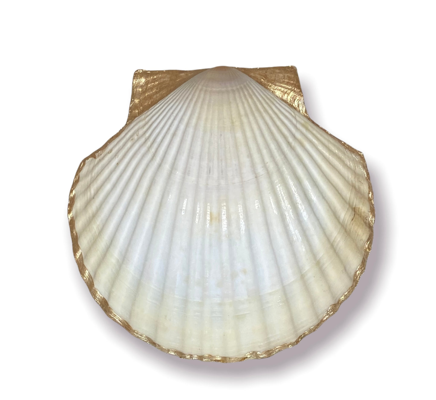 Seashell - Under The Sea - Gold